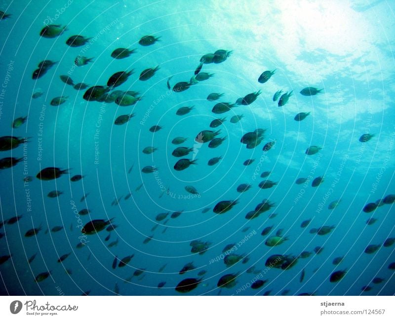 Under the Sea Ocean Dive Green Fish Water Underwater photo Flock Blue
