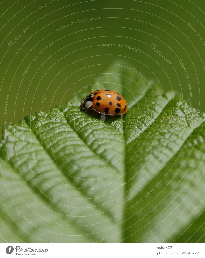 on top Environment Nature Plant Animal Spring Summer Leaf Foliage plant Rachis Leaf green Beetle Ladybird Insect 1 Touch Crawl Sit Friendliness Glittering Happy