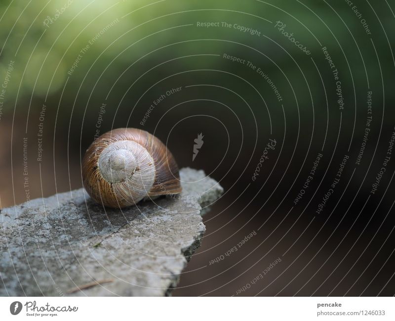 stepping stone Forest Snail 1 Animal Stone Sign Breathe To hold on Crouch Wait Beautiful Feminine Relationship Dream Far-off places Wellness Vineyard snail