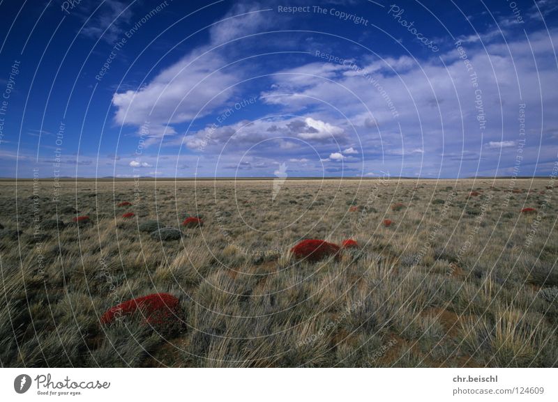 The Pampa Panorama (View) Argentina South America Far-off places solitary flowers grasslands Pasture cloud atmosphere Large