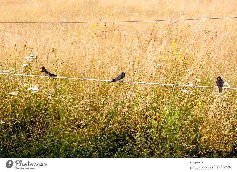 Smoke swallows on electric fence Nature Plant Grassland Meadow Field Animal Bird Swallow 3 Fence Electrified fence Metal Rutting season Crouch Playing