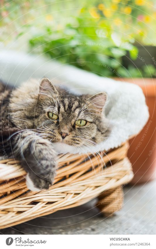 Cat in basket Lifestyle Style Relaxation Summer Nature Sunlight Spring Beautiful weather Garden Animal 1 Yellow Design Gray Lie Basket Plant Exterior shot Paw