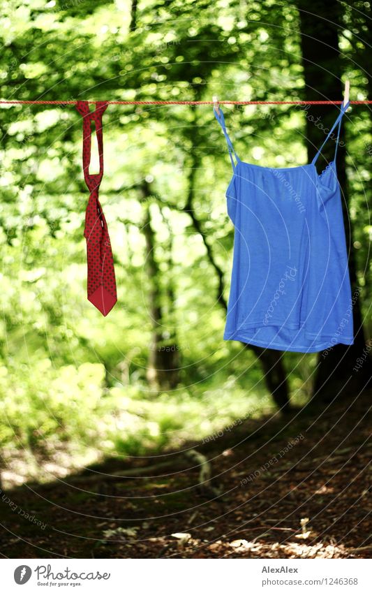 pZ3 | Coalition Trip Plant Beautiful weather Tree Forest Tie Top Clothesline Hang Communicate Elegant Together Hip & trendy Near Rebellious Blue Green Red