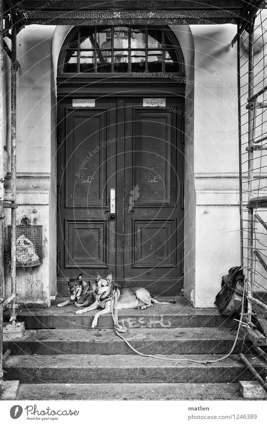 750 Town Deserted House (Residential Structure) Gate Wall (barrier) Wall (building) Facade Door Animal Pet Dog 2 Black White Self-confident Shepherd dog