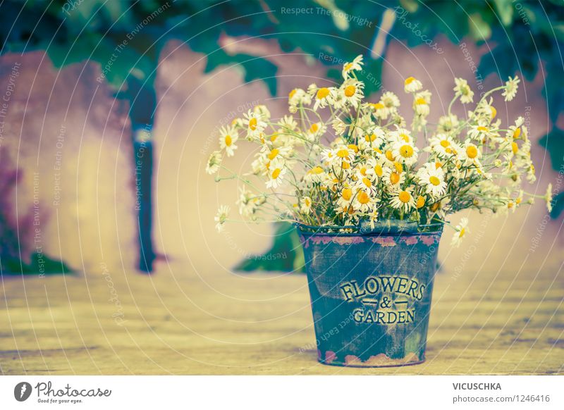 Old bucket with camomile bunch of flowers Style Design Relaxation Summer Garden Decoration Table Nature Plant Flower Leaf Blossom Wild plant Wall (barrier)