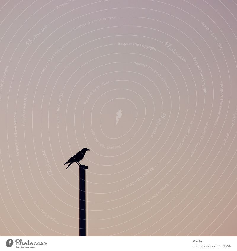sentinel Bird Crow Raven birds Carrion crow Flagpole Crouch Looking Vantage point Individual Loneliness Minimal Empty Calm Twilight Pastel tone Silhouette Sky