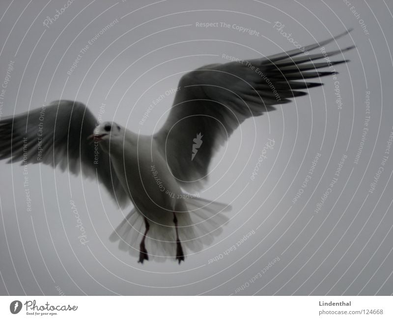 The Light Gull birds Seagull White Dark Hope Peace Bird Black & white photo bw black Flying fly Bright light Lanes & trails