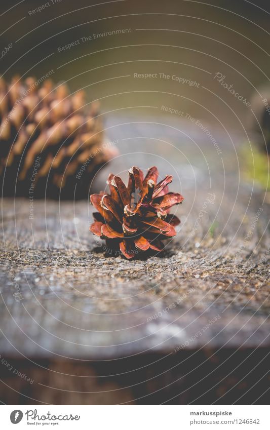 fir cones Leisure and hobbies Playing Plant geotopic Colour photo Exterior shot Deserted Copy Space top Copy Space bottom Day Shallow depth of field 2 Cone
