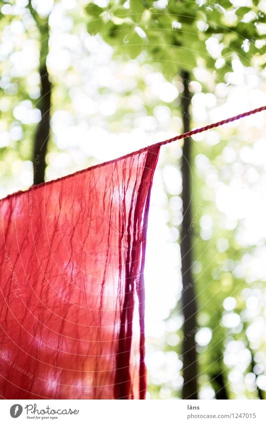 pZ3 l Drying laundry on the clothesline Environment Summer Forest Hang Rag Laundry Bright Tree Exterior shot Deserted Sunlight Shallow depth of field