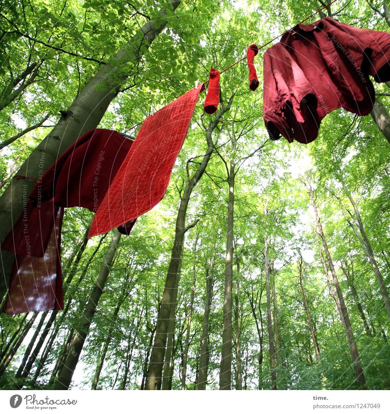 PZ3 | Red Stuff Day Art Exhibition Work of art Summer Beautiful weather tree flaked Forest Shirt Cloth Stockings Towel Decoration Collector's item Clothesline