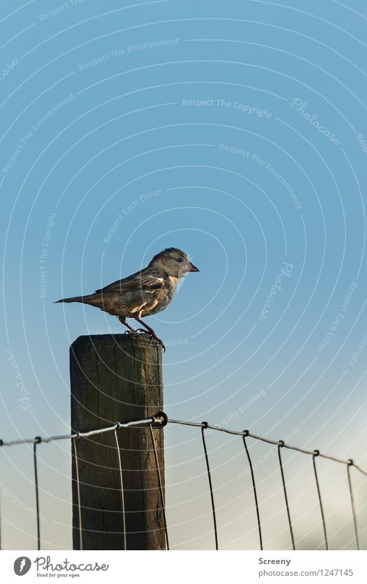 fence guard Nature Animal Sky Spring Summer Beautiful weather Field Bird 1 Observe Sit Small Bravery Serene Fence Fence post Wire fence Colour photo