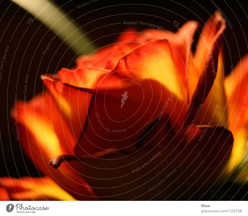 rose Rose Red Flower Valentine's Day Dark Black Plant Fiery Beautiful Blaze Flame Lamp worshipper Nature Orange