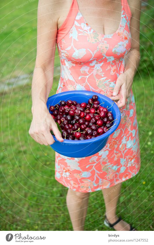 Young woman in a summer dress with a bowl of freshly picked cherries fruit Cherry Bowl Style Healthy Eating Woman Adults Body 1 Human being 30 - 45 years Summer