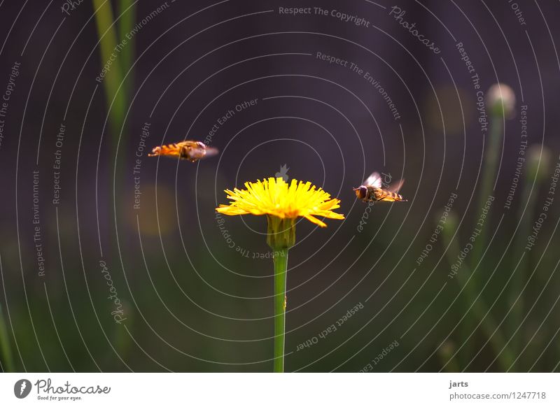 approach Summer Plant Flower Grass Blossom Garden Animal Wild animal Bee 2 Flying Nature Wasps Colour photo Exterior shot Close-up Deserted Copy Space left