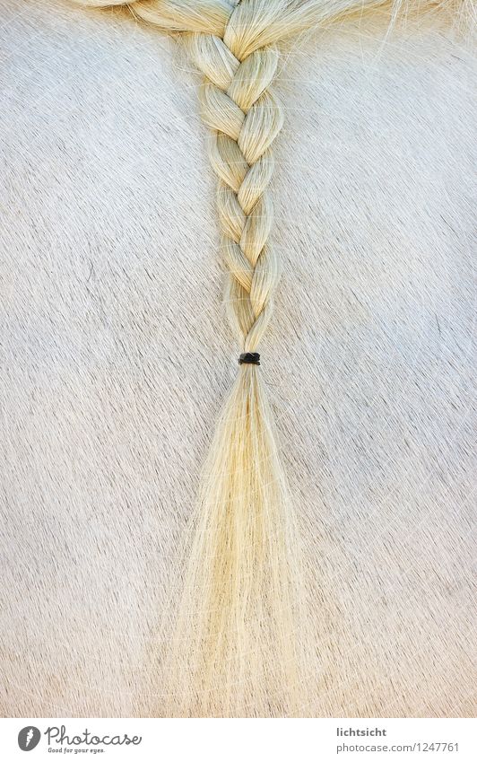 blondie Hair and hairstyles Blonde Long-haired Braids Animal Horse Pelt 1 Yellow White Hairband Plaited Ride Equestrian sports Horseman's Festival Coat color
