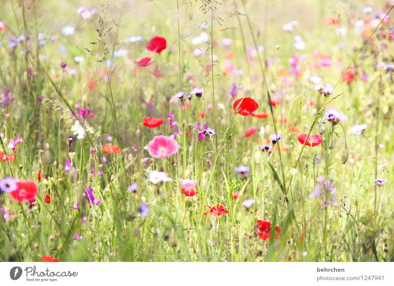 beautiful mo(h)ntag everyone! Nature Plant Spring Summer Beautiful weather Flower Grass Leaf Blossom Wild plant Poppy Garden Park Meadow Blossoming Faded Growth