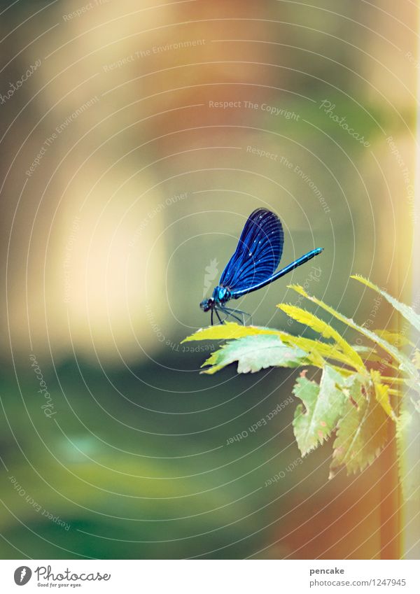 blueness Nature Beautiful weather Forest Animal 1 Breathe Observe Touch Crouch Looking To swing Esthetic Exceptional Elegant Blue Bizarre Idyll Dream Dragonfly