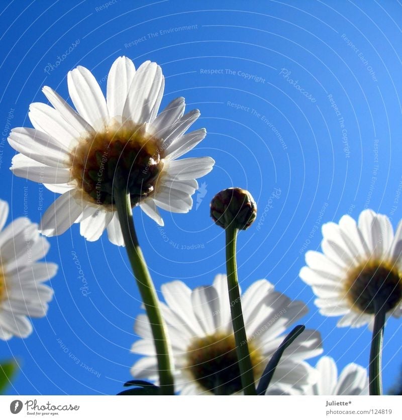 Soon blüht´s! SECOND Flower White Summer Blossom Green magaritte Blue Sky Beautiful Bud Harvest Marguerite