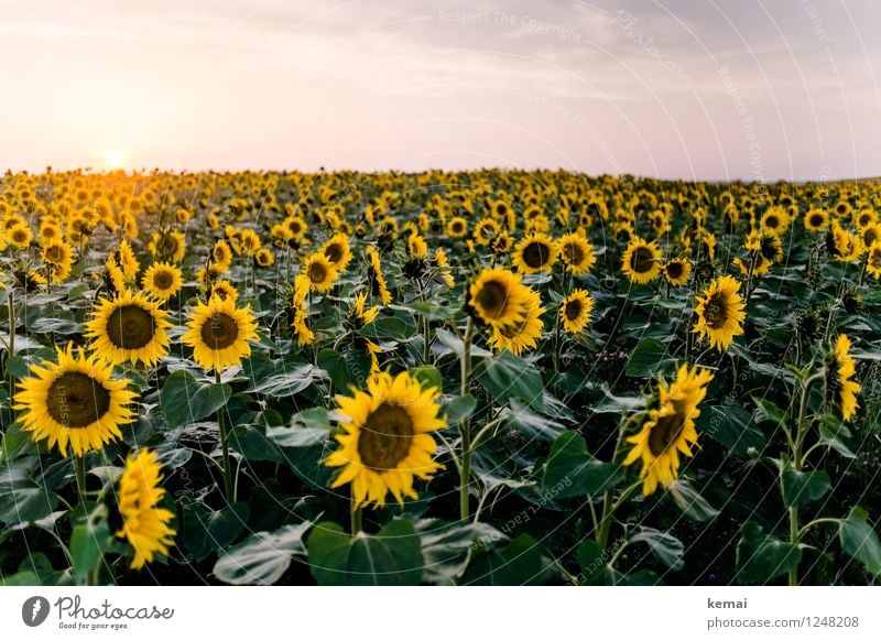 We are family Environment Nature Landscape Plant Sky Clouds Sun Sunrise Sunset Sunlight Summer Beautiful weather Flower Agricultural crop Sunflower