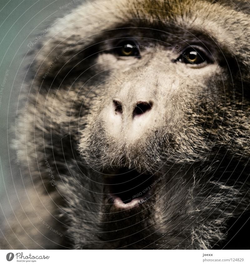 surprise ... Monkeys Marvel Scare Amazed Stunned Pelt Looking Helpless O Frightening Animal Surprise Mammal Fear Panic monkey face ape-head Hair and hairstyles