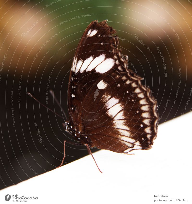 suicidal? Nature Animal Spring Summer Wild animal Butterfly Wing 1 Observe Relaxation Flying Exceptional Exotic Beautiful Brown White Hope Sadness Concern