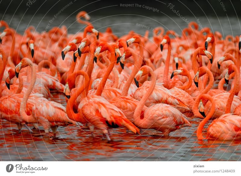 greater flamingos Animal Wild animal Bird Flamingo Group of animals Herd Water Discover Dive Natural Multicoloured Pink Red Black Beautiful Know Colour photo