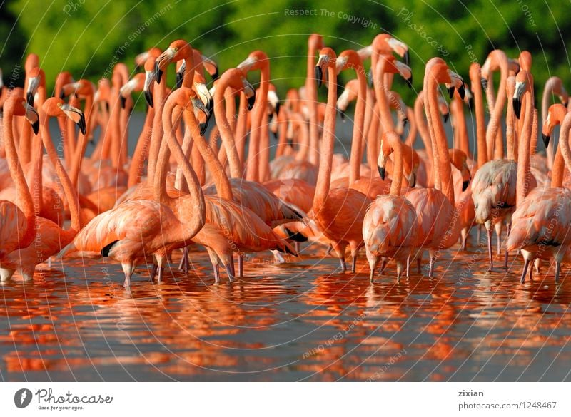 greater flamingos Animal Wild animal Bird Flamingo Animal face Group of animals Herd Flock Telescope Water Digits and numbers Movement Flying To feed Walking