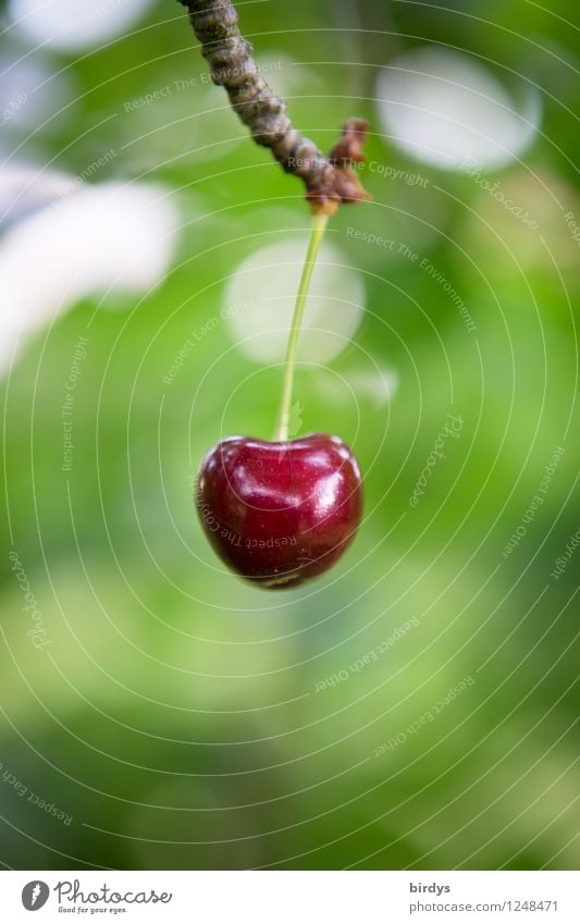 soloist Fruit Cherry Summer Branch Hang Esthetic Exceptional Glittering Delicious Positive Juicy Beautiful Green Red Nature Pure 1 Mature Sweet Blur Lust