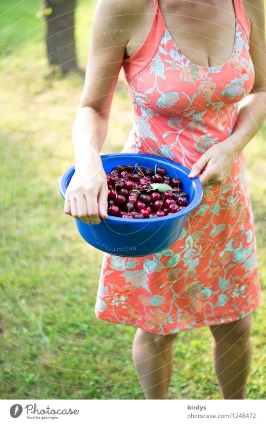 Young woman in a summer dress with a bowl of freshly picked cherries fruit Cherry Nutrition Bowl Lifestyle Woman Adults Body 1 Human being 30 - 45 years Summer