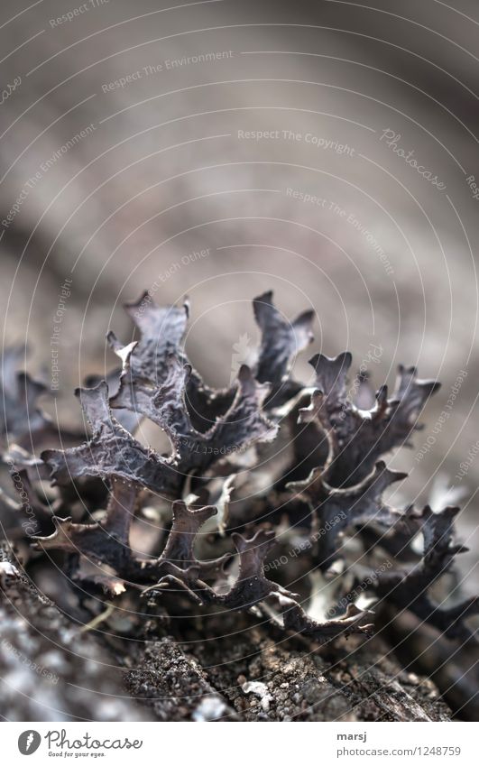 No coral Nature Plant Wild plant Lichen Dark Authentic Simple Symbiosis Teamwork Dry Colour photo Subdued colour Exterior shot Close-up Abstract Deserted