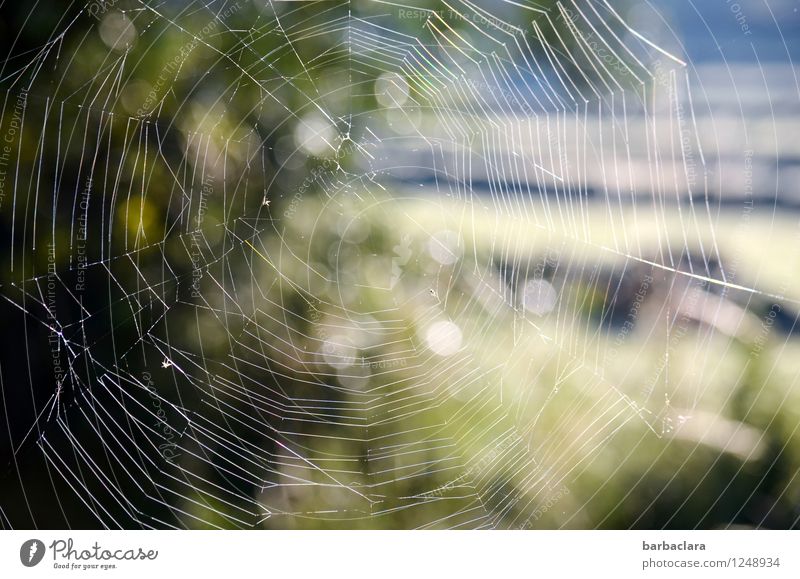 How the spider sees the world Environment Nature Landscape Garden Street Spider's web Illuminate Bright Mysterious Network Senses Irritation Attachment