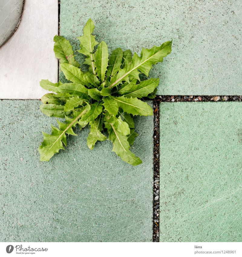 Salad square Plant Dandelion Town Growth Green Hope Beginning Paving tiles Exterior shot Copy Space bottom