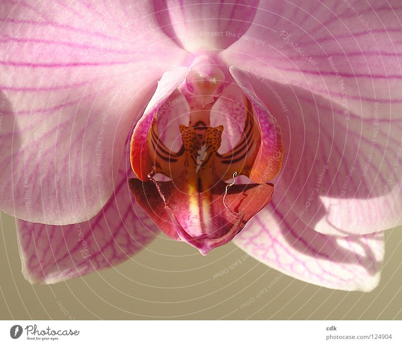 gentle beauty | pink orchid flower. Orchid Plant Houseplant Flower Blossom Blossom leave Poetic Dream Completion Multiple Squander Vulnerable Transience Life