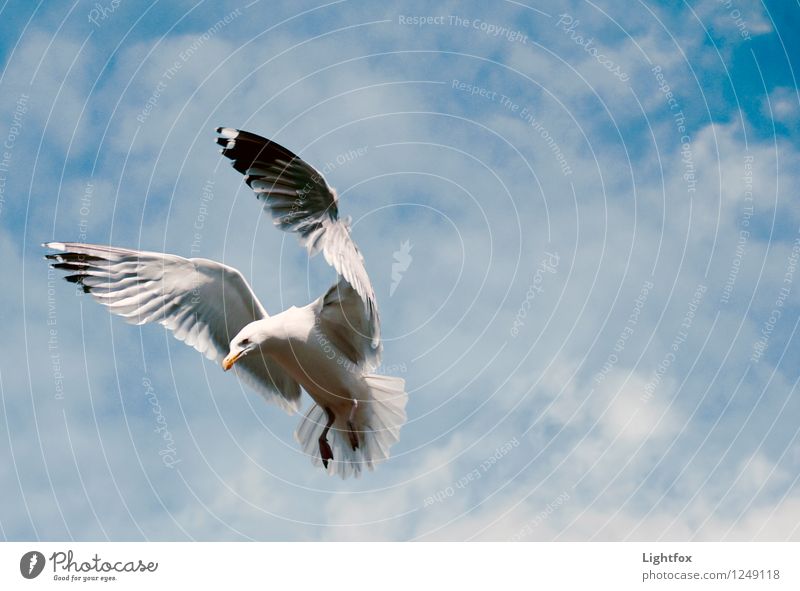 Seagulls Pic 2 Animal Bird 1 Binoculars Telescope Fitness Esthetic Exceptional Beautiful Uniqueness Blue White Love of animals Peace Silvery gull Airplane