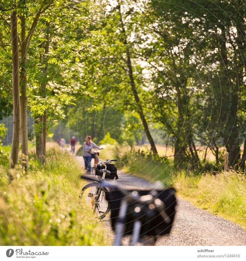 Excursion by bike Human being Masculine Feminine Woman Adults Man Group Landscape Plant Sunlight Summer Beautiful weather Tree Grass Bushes Meadow Field Forest