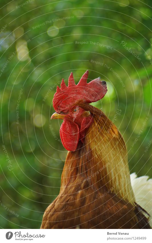 Gockl Nature Plant Animal Rooster 1 Brown Green Pink Red Crest Beak Conceited Swagger Poultry Blur Circle Beautiful Head Colour photo Exterior shot Deserted