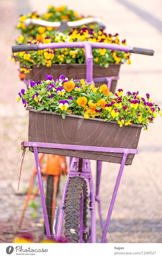 Bicycle with flower box Beautiful Decoration Flower Old Friendliness Romance Nostalgia Window box Pansy Still Life colored sunny Multicoloured Contrast