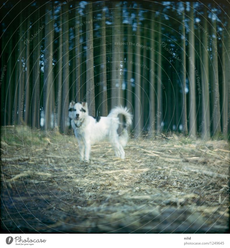 transparency Environment Nature Landscape Plant Forest Animal Pet Dog 1 Observe Hunting Elegant Creepy Cuddly Cute Beautiful White Bleak Hound Double exposure