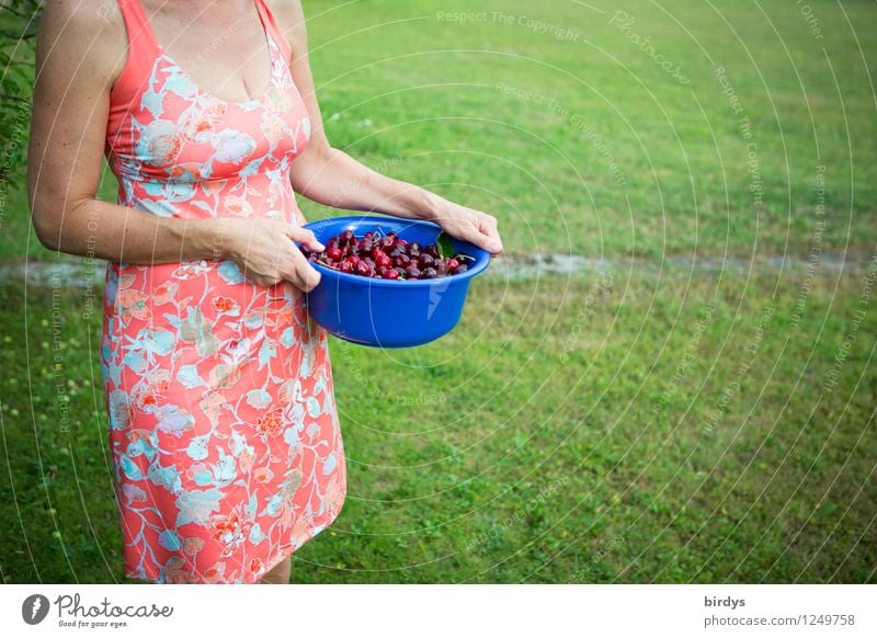 Young woman in a summer dress with a bowl of freshly picked cherries fruit Cherry Bowl Garden Youth (Young adults) 30 - 45 years Adults Summer Meadow