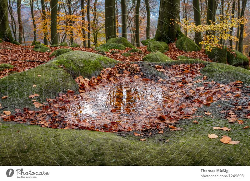 sea of rocks Nature Landscape Plant Elements Moss Forest Rock Vacation & Travel Hiking Tourism mossy rocks Odenwald Autumn foliage stones Colour photo