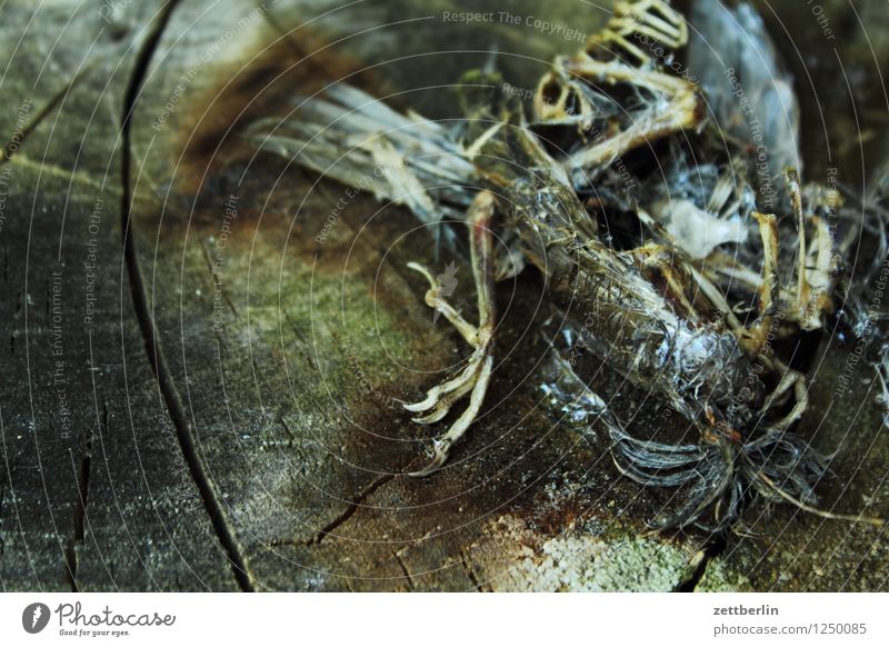 Dead bird Bird Sparrow Passerine bird Death Skeleton Sacrifice Sacrificial offering Life Cardiovascular system Wood Feather Claw Animal foot