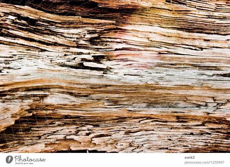 Under the skin Nature Tree Wood Old To dry up Near Natural Dry Wood grain Level Open Colour photo Subdued colour Exterior shot Close-up Detail