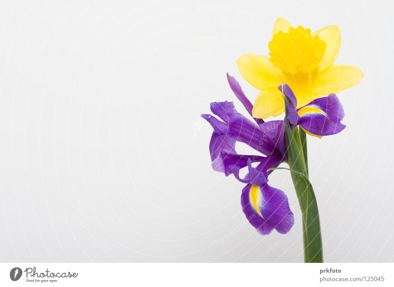 Narcissus and Iris Yellow Mother's Day Flower Background picture Decoration Congratulations Blue-white Valentine's Day birthday