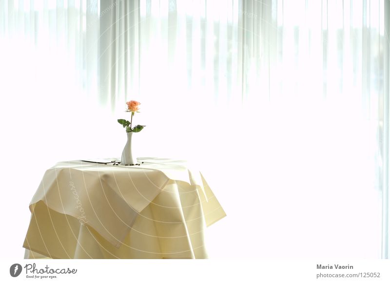 A little flower for me - 100th anniversary photo. Hotel Serve Table Restaurant Meeting Conference room Flower Vase Loneliness Light Gastronomy Jubilee