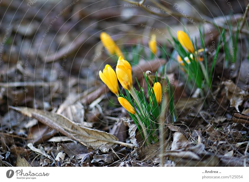 "Winter Farewell" Joy Spring Flower Blossoming Thin Soft Yellow Violet Orange Joie de vivre (Vitality) Lust Mysterious Crocus Spring flowering plant
