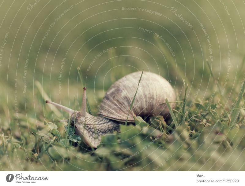 Take it slow. Nature Plant Animal Grass Garden Meadow Snail 1 Small Green Snail shell Colour photo Subdued colour Exterior shot Close-up Deserted Copy Space top