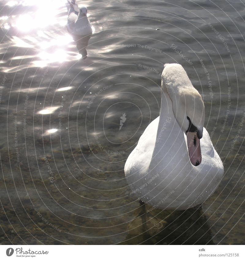 Swan & Seagulls | lived apart. Animal Lake Light Back-light Dark Square Reflection Waves Surface of water Pebble White Green Gray Poultry Feather Beak Bird