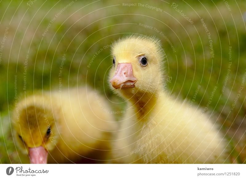 Yellow goose on the grass. Baby Friendship Group Nature Animal Grass Meadow Fur coat Pet Bird Small Funny Natural Cute Green Gosling geese Farm duck animals