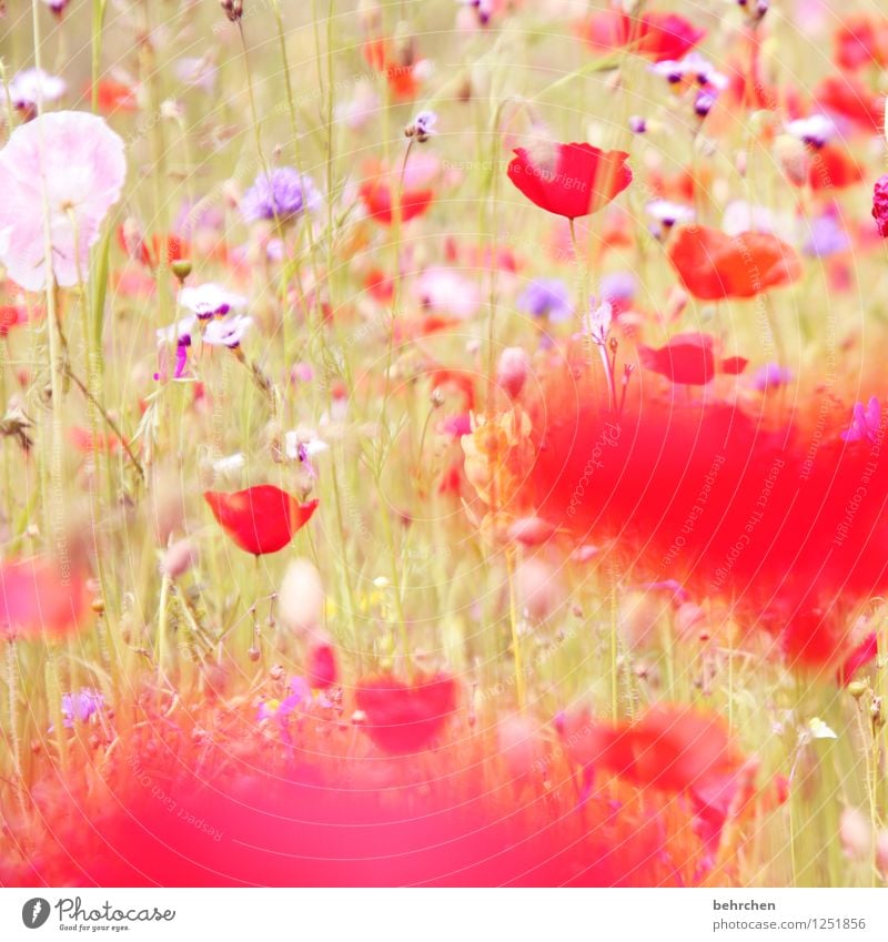 poppyday Nature Plant Spring Summer Beautiful weather Flower Grass Leaf Blossom Wild plant Poppy Garden Park Meadow Field Blossoming Faded Growth Fragrance