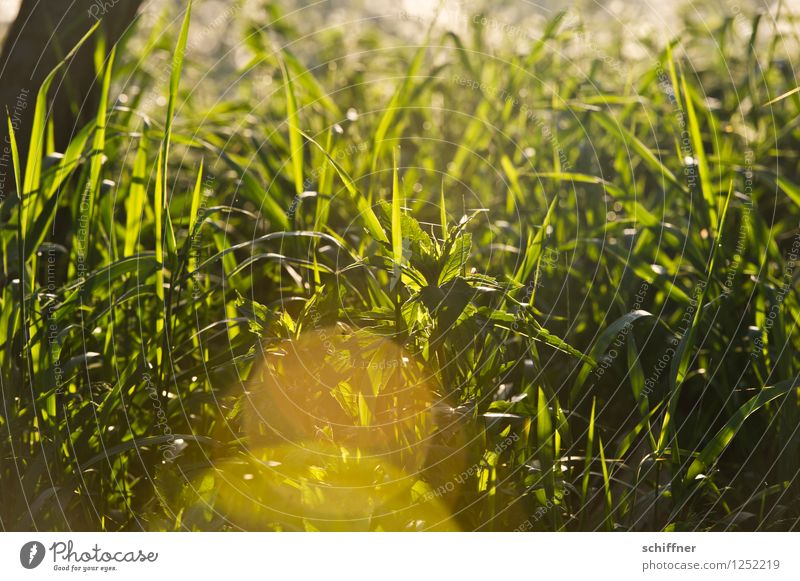I'd like to have this weed too... Environment Nature Plant Sunrise Sunset Sunlight Beautiful weather Grass Foliage plant Yellow Gold Green Reflection